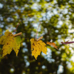 Fall leaves transitioning color to represent life transitions