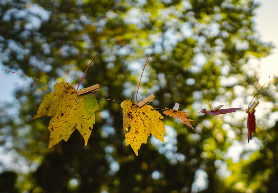 Fall leaves transitioning color to represent life transitions